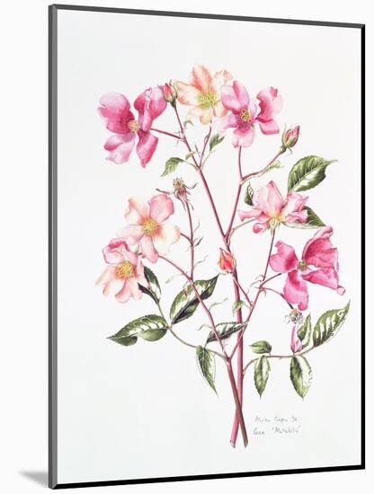 Rosa 'Mutabilis', 1996-Alison Cooper-Mounted Giclee Print