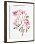 Rosa 'Mutabilis', 1996-Alison Cooper-Framed Giclee Print