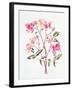 Rosa 'Mutabilis', 1996-Alison Cooper-Framed Giclee Print