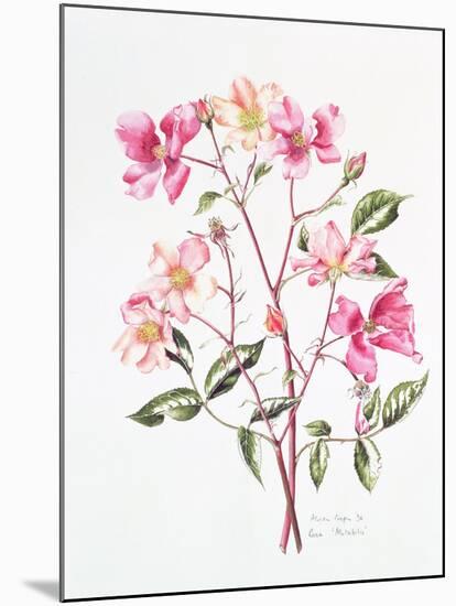 Rosa 'Mutabilis', 1996-Alison Cooper-Mounted Giclee Print