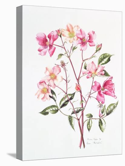 Rosa 'Mutabilis', 1996-Alison Cooper-Stretched Canvas