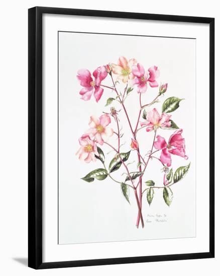 Rosa 'Mutabilis', 1996-Alison Cooper-Framed Premium Giclee Print