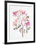 Rosa 'Mutabilis', 1996-Alison Cooper-Framed Giclee Print