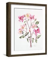 Rosa 'Mutabilis', 1996-Alison Cooper-Framed Giclee Print