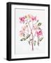 Rosa 'Mutabilis', 1996-Alison Cooper-Framed Giclee Print