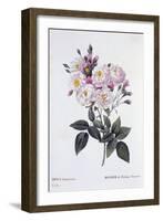 Rosa Noisettiana, Published 1824-26-Pierre Joseph Redoute-Framed Giclee Print