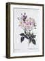 Rosa Noisettiana, Published 1824-26-Pierre Joseph Redoute-Framed Giclee Print