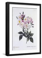 Rosa Noisettiana, Published 1824-26-Pierre Joseph Redoute-Framed Giclee Print