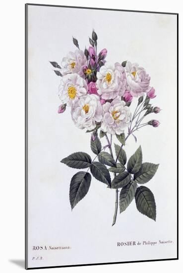 Rosa Noisettiana, Published 1824-26-Pierre Joseph Redoute-Mounted Giclee Print