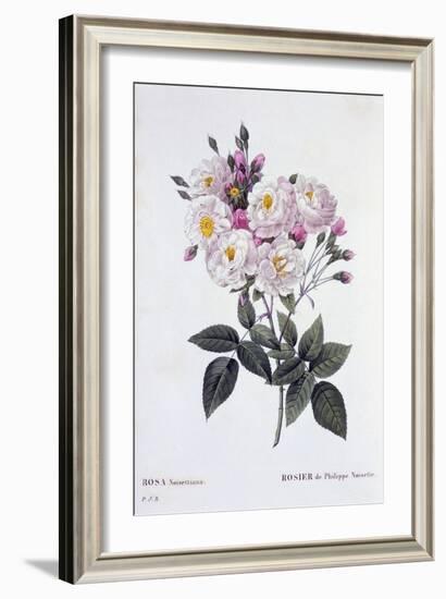 Rosa Noisettiana, Published 1824-26-Pierre Joseph Redoute-Framed Giclee Print