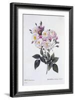 Rosa Noisettiana, Published 1824-26-Pierre Joseph Redoute-Framed Giclee Print