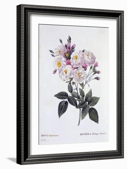 Rosa Noisettiana, Published 1824-26-Pierre Joseph Redoute-Framed Giclee Print