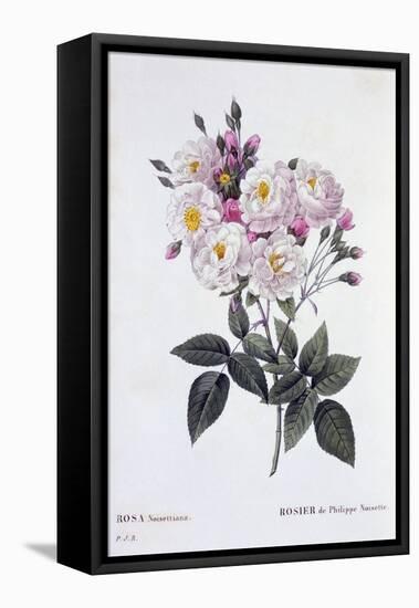 Rosa Noisettiana, Published 1824-26-Pierre Joseph Redoute-Framed Stretched Canvas