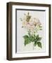 Rosa Noisettiana-Pierre-Joseph Redouté-Framed Giclee Print