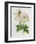 Rosa Noisettiana-Pierre-Joseph Redouté-Framed Giclee Print