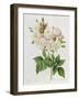 Rosa Noisettiana-Pierre-Joseph Redouté-Framed Giclee Print