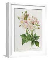 Rosa Noisettiana-Pierre-Joseph Redouté-Framed Giclee Print