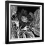 Rosa Pomifera-Thea Schrack-Framed Giclee Print