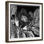 Rosa Pomifera-Thea Schrack-Framed Giclee Print