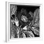 Rosa Pomifera-Thea Schrack-Framed Giclee Print