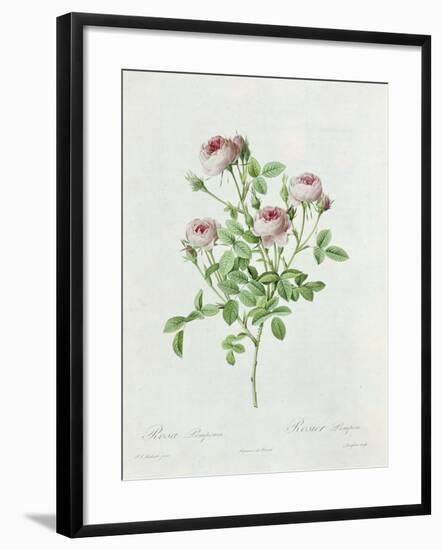 Rosa Pomponia, from Les Roses by Claude Antoine Thory-Henri Joseph Redouté-Framed Giclee Print