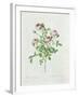 Rosa Pomponia, from Les Roses by Claude Antoine Thory-Henri Joseph Redouté-Framed Giclee Print