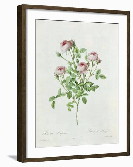 Rosa Pomponia, from Les Roses by Claude Antoine Thory-Henri Joseph Redouté-Framed Giclee Print