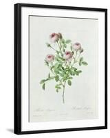 Rosa Pomponia, from Les Roses by Claude Antoine Thory-Henri Joseph Redouté-Framed Giclee Print