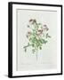 Rosa Pomponia, from Les Roses by Claude Antoine Thory-Henri Joseph Redouté-Framed Giclee Print