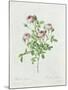 Rosa Pomponia, from Les Roses by Claude Antoine Thory-Henri Joseph Redouté-Mounted Giclee Print