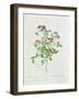 Rosa Pomponia, from Les Roses by Claude Antoine Thory-Henri Joseph Redouté-Framed Giclee Print