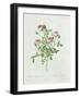 Rosa Pomponia, from Les Roses by Claude Antoine Thory-Henri Joseph Redouté-Framed Giclee Print