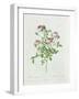 Rosa Pomponia, from Les Roses by Claude Antoine Thory-Henri Joseph Redouté-Framed Giclee Print