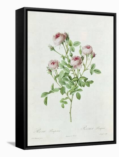 Rosa Pomponia, from Les Roses by Claude Antoine Thory-Henri Joseph Redouté-Framed Stretched Canvas