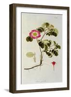 Rosa Pumila, from 'Les Roses' Vol II, 19th Century-Pierre Joseph Redoute-Framed Giclee Print