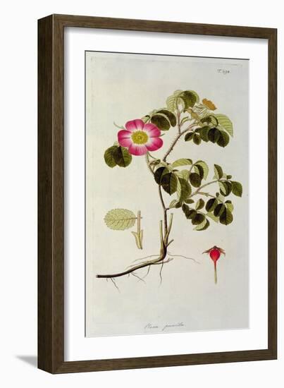 Rosa Pumila, from 'Les Roses' Vol II, 19th Century-Pierre Joseph Redoute-Framed Giclee Print