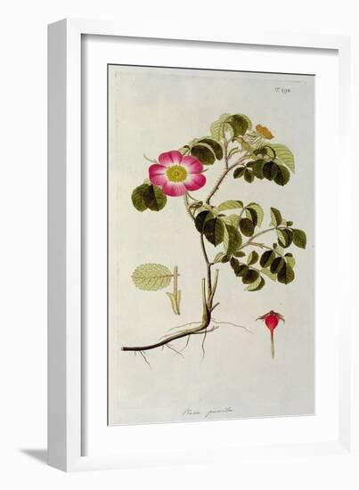 Rosa Pumila, from 'Les Roses' Vol II, 19th Century-Pierre Joseph Redoute-Framed Giclee Print