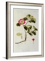 Rosa Pumila, from 'Les Roses' Vol II, 19th Century-Pierre Joseph Redoute-Framed Giclee Print