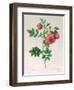 Rosa Rapa-Pierre Petit-Framed Giclee Print