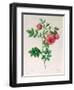 Rosa Rapa-Pierre Petit-Framed Giclee Print