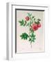 Rosa Rapa-Pierre Petit-Framed Giclee Print