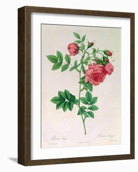 Rosa Rapa-Pierre Petit-Framed Giclee Print