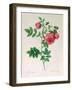 Rosa Rapa-Pierre Petit-Framed Giclee Print