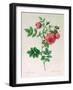 Rosa Rapa-Pierre Petit-Framed Giclee Print