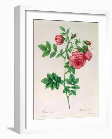 Rosa Rapa-Pierre Petit-Framed Giclee Print