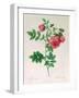 Rosa Rapa-Pierre Petit-Framed Giclee Print