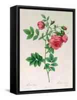 Rosa Rapa-Pierre Petit-Framed Stretched Canvas