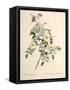 Rosa Redutea Glauca, Engraved by Chapuy, Published by Remond-Pierre-Joseph Redouté-Framed Stretched Canvas