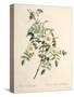 Rosa Redutea Glauca, Engraved by Chapuy, Published by Remond-Pierre-Joseph Redouté-Stretched Canvas