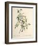 Rosa Redutea Glauca, Engraved by Chapuy, Published by Remond-Pierre-Joseph Redouté-Framed Giclee Print